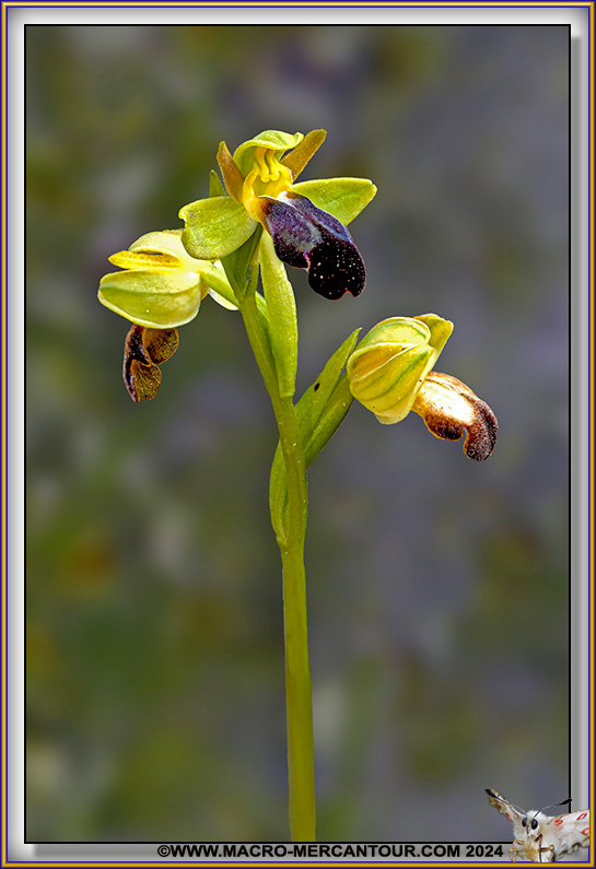 Ophrys des Lupercales